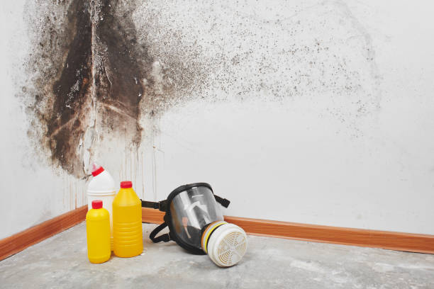 Best Toxic Mold Removal  in Hobart, IN
