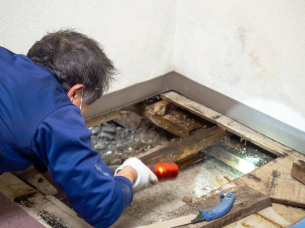 Best Attic Mold Removal  in Hobart, IN