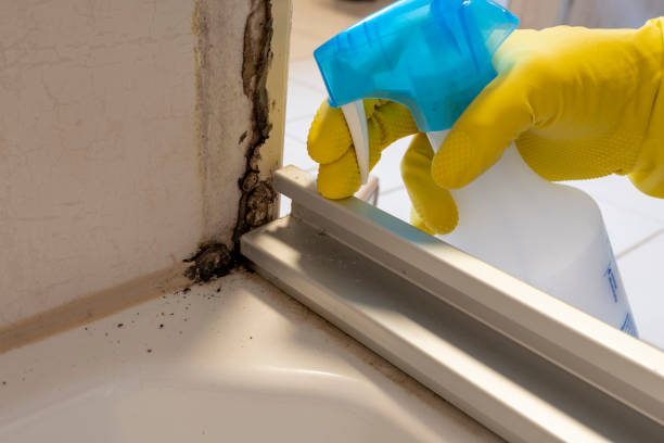 Best Residential Mold Removal  in Hobart, IN