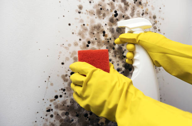 Best Mold Testing  in Hobart, IN
